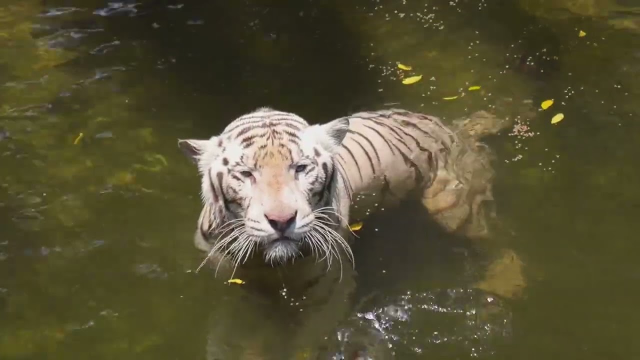 Facts about tigers 