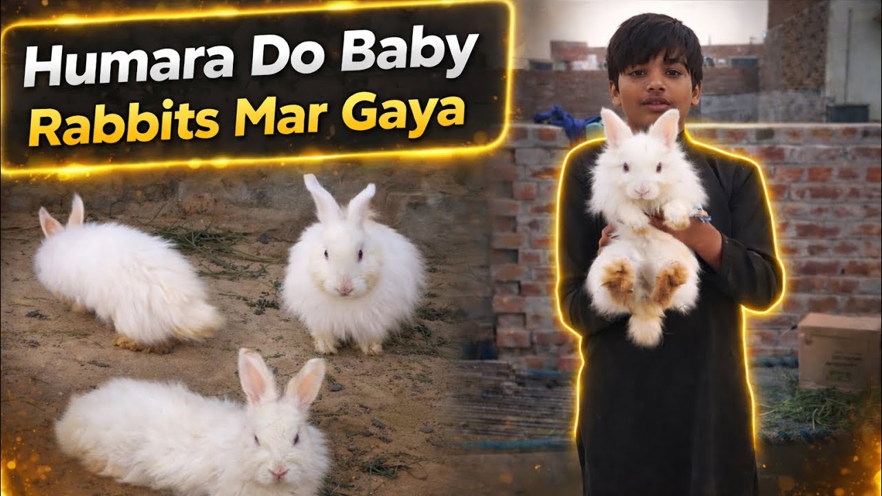 Hamara do baby rabbits mar gaya 😭