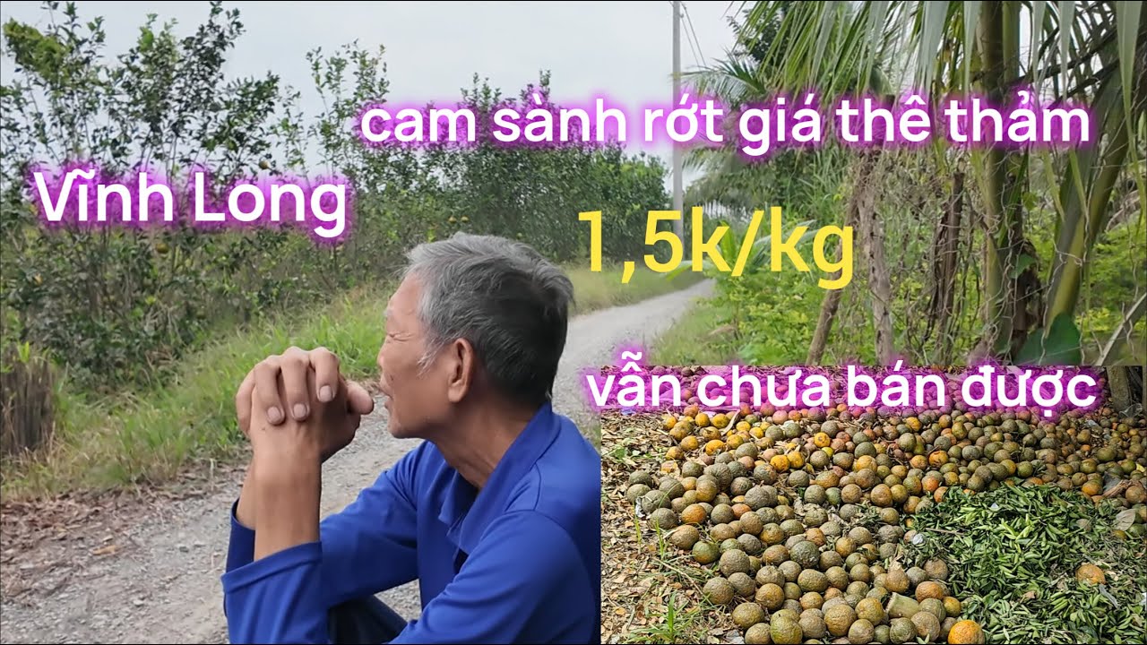Vĩnh Long - Cam Sành Rớt Giá 1,5k - Vẫn Không Bán Được - Nông Dân Lỗ Nặng