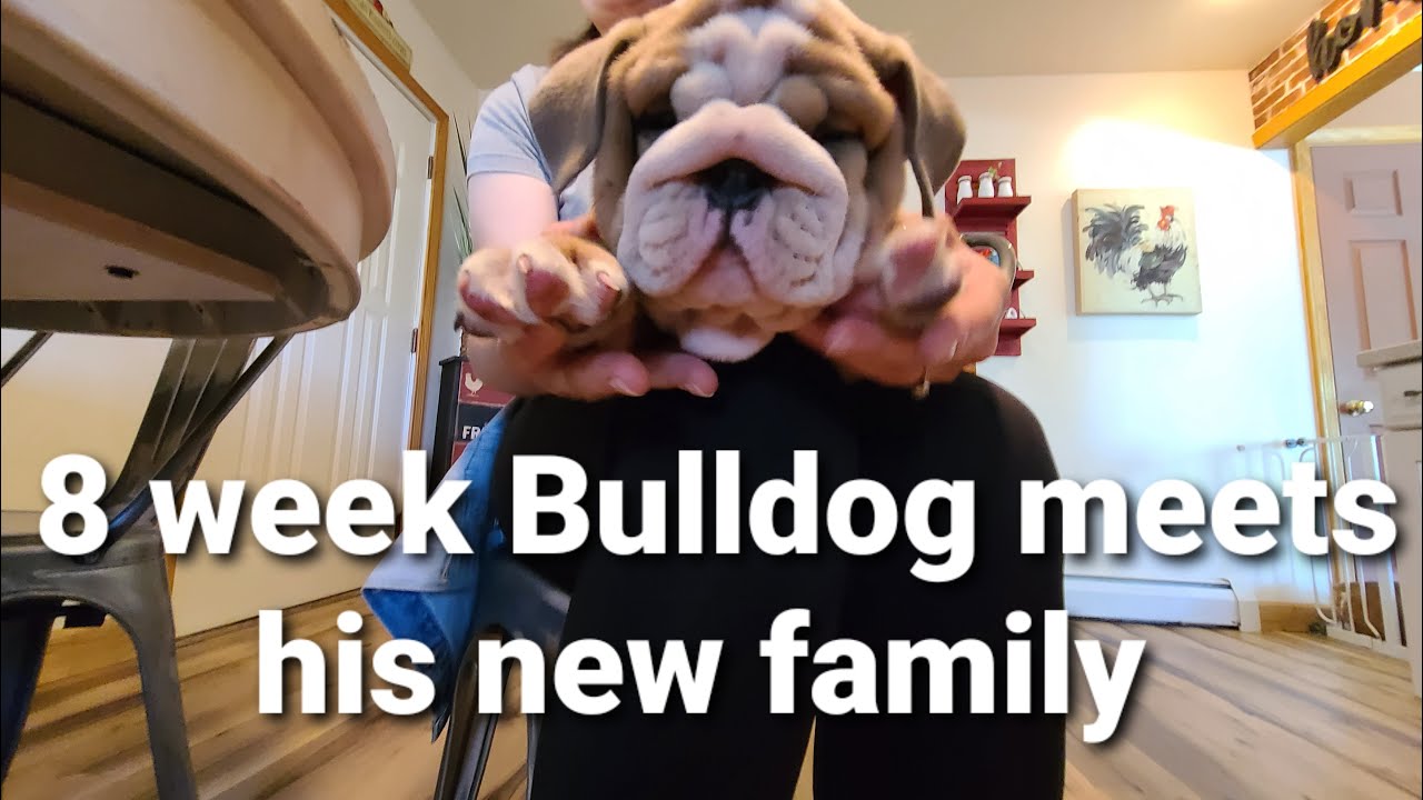 @Churro.thebulldog 8-недельный английский бульдог встречает свою новую семью