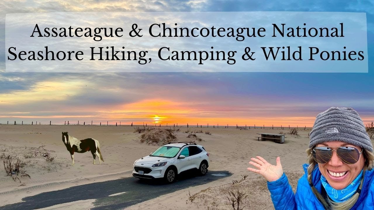 Assateague & Chincoteague National Park - Hiking, Beach Camping & THE PONIES