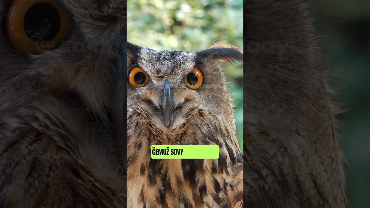 🦉Sovy nemrknou očima, ale otočí hlavu o 270°!😲