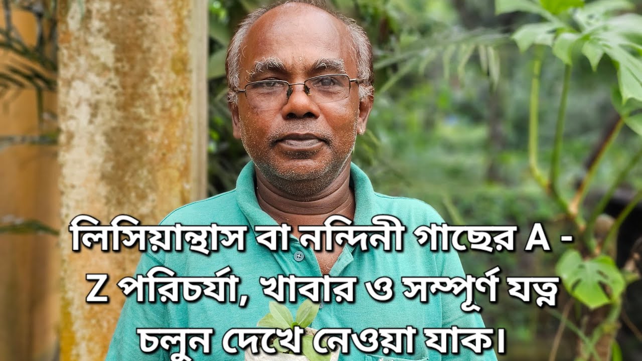 লিসিয়ান্থাস বা নন্দিনী গাছের A - Z পরিচর্যা, খাবার ও সম্পূর্ণ যত্ন চলুন দেখে নেওয়া যাক।