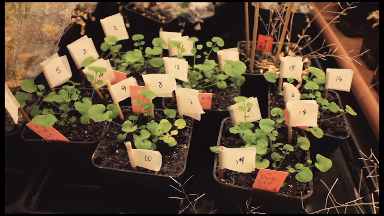 Master Course in Genetics and Molecular Biology: Subjects