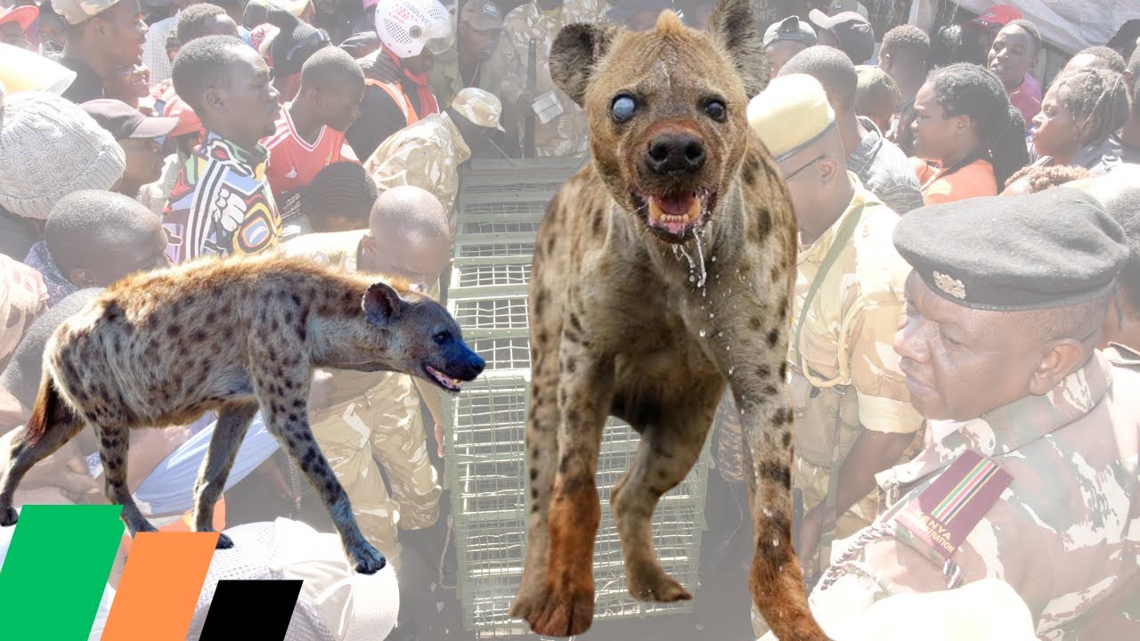 Hyena on the looseTerrorizes KwaRhonda residents in Nakuru!KWS Bravely Moves In to Capture theBeast!
