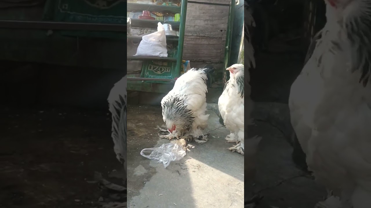 Light brahma chicken / king of poultry
