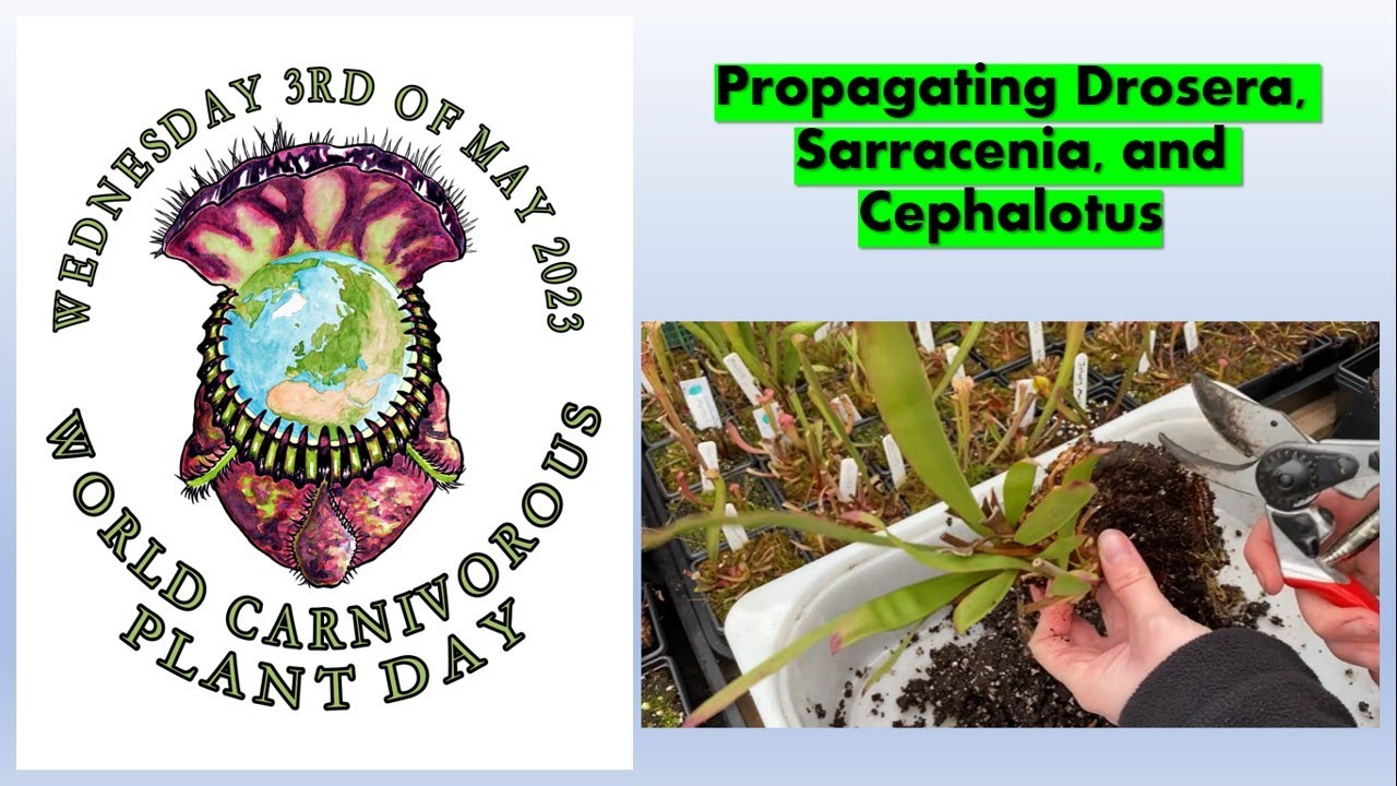 Propagating Drosera, Sarracenia, and Cephalotus