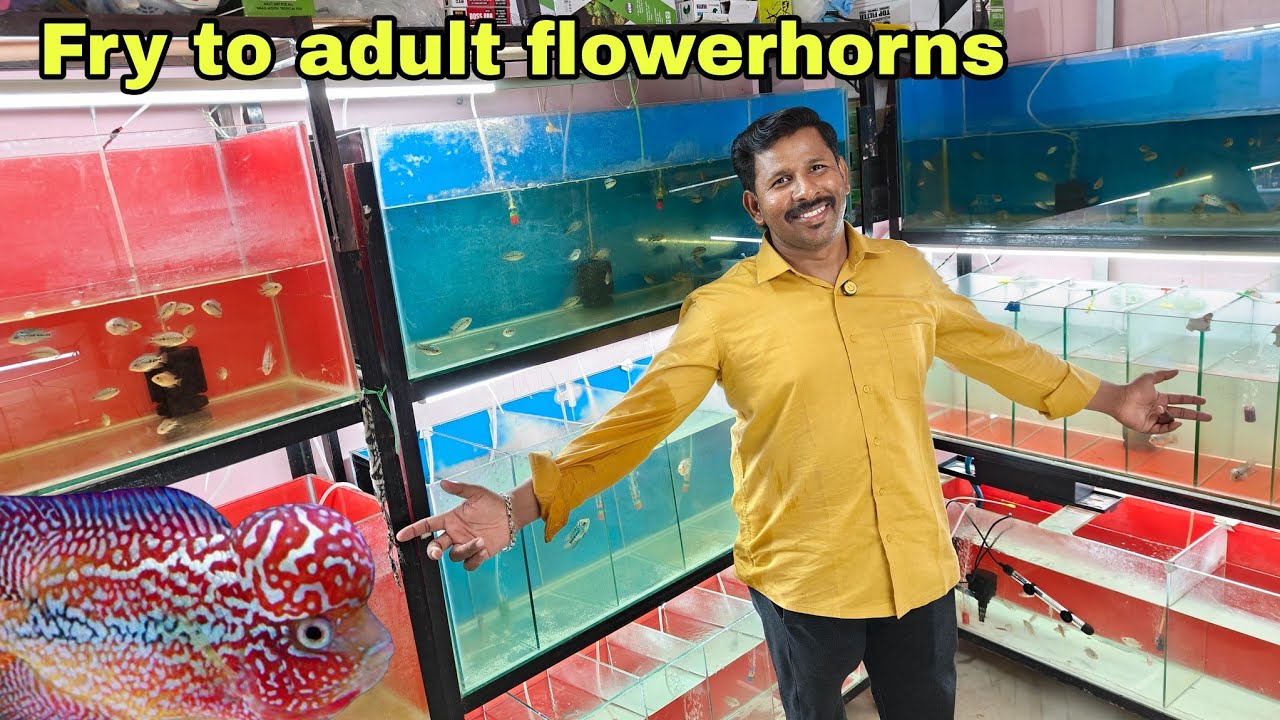 Quick tour of trichy flowerhorn farm | தமிழ்