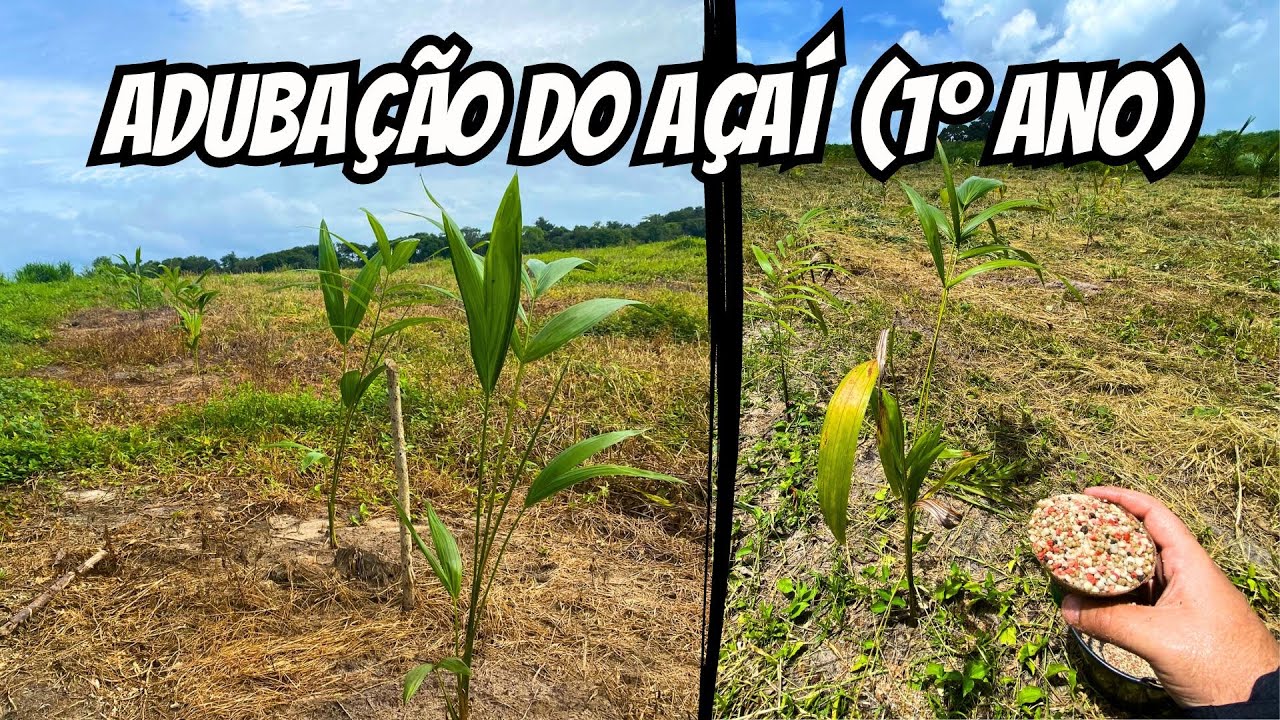 Adubação do açaí - Primeiro ano