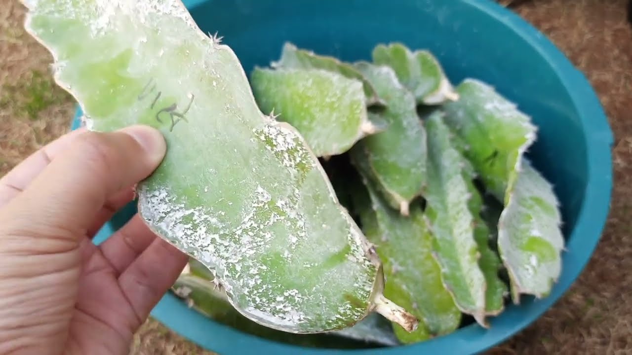 Como fazer para a pitaya enraizar de uma forma simples
