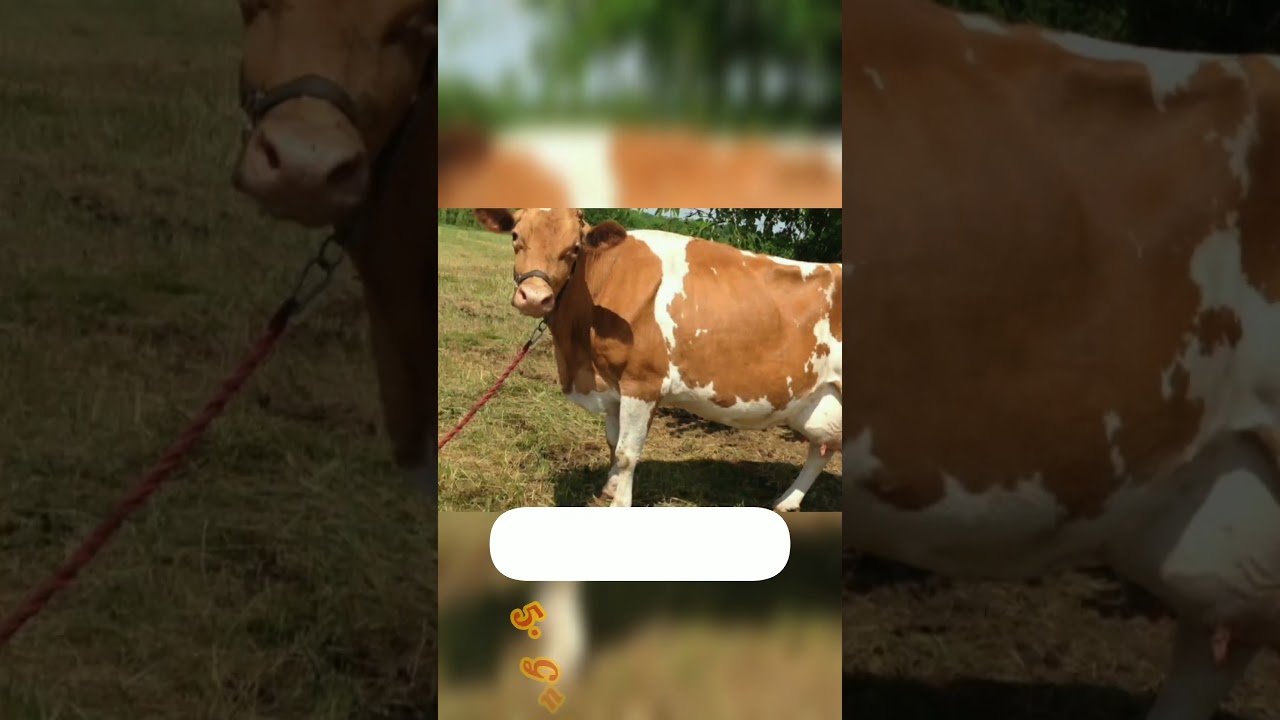 Top 10 Milk Producing Cow Breeds In The World 🌍#cow #top10 #viral #trending #shorts