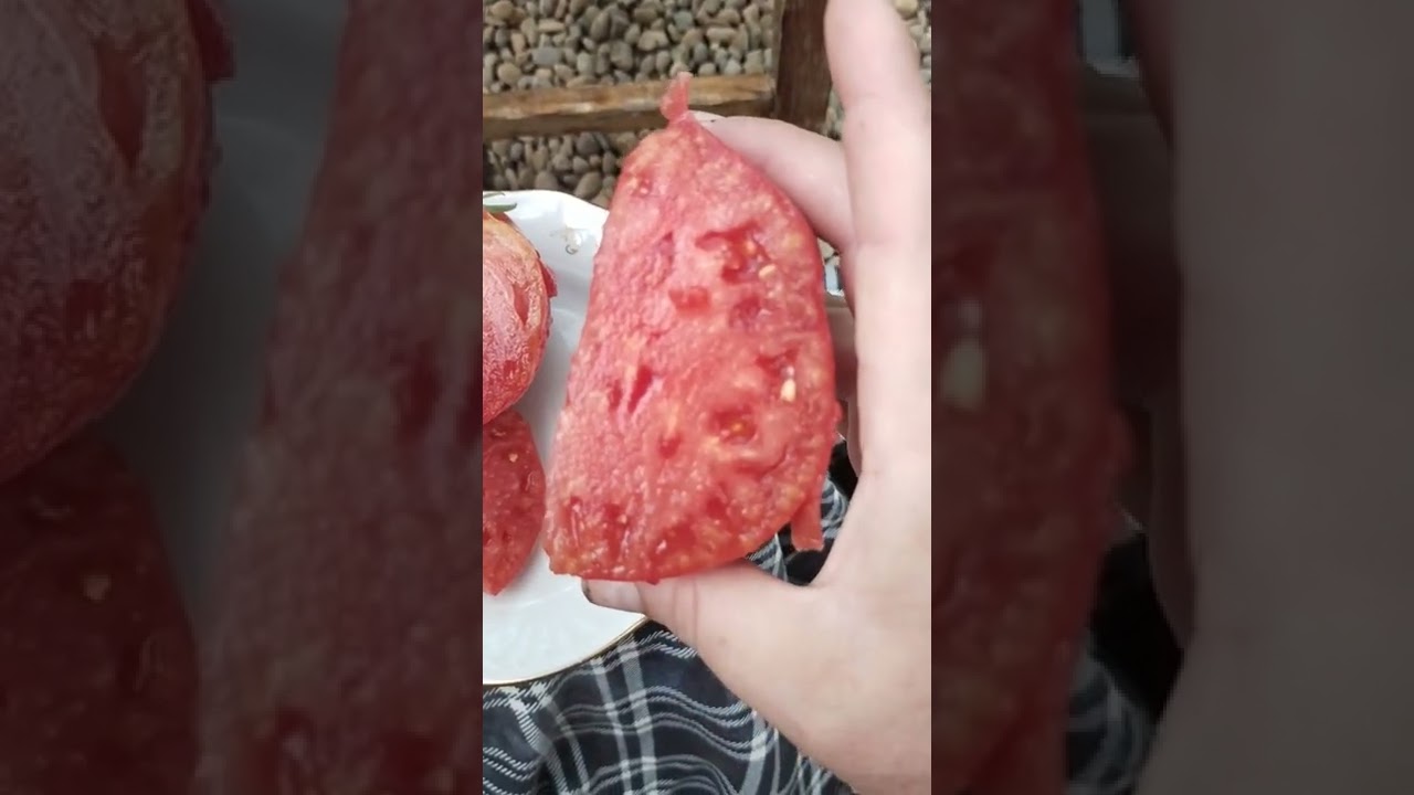 Подробный обзор томата Вельможа