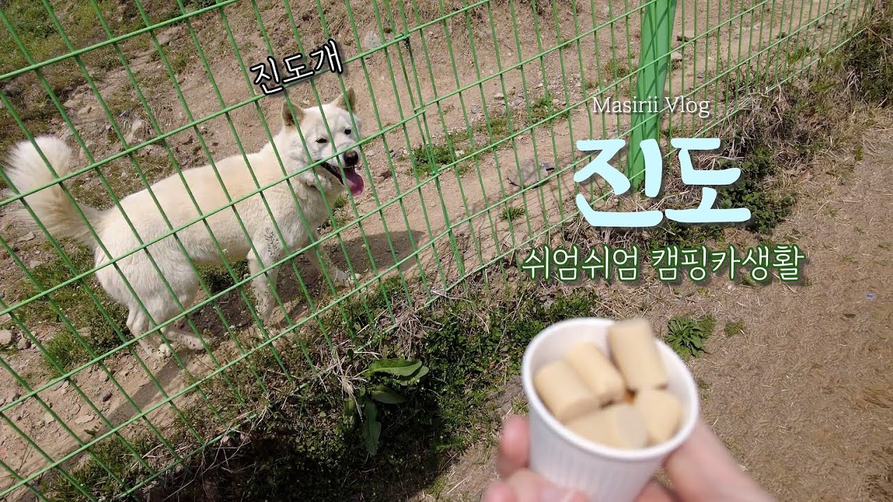 진도여행2. 평화로운 차박지! 숨겨진 수산물판매장, 용천식당, 진도개테마파크, 진도가볼만한곳