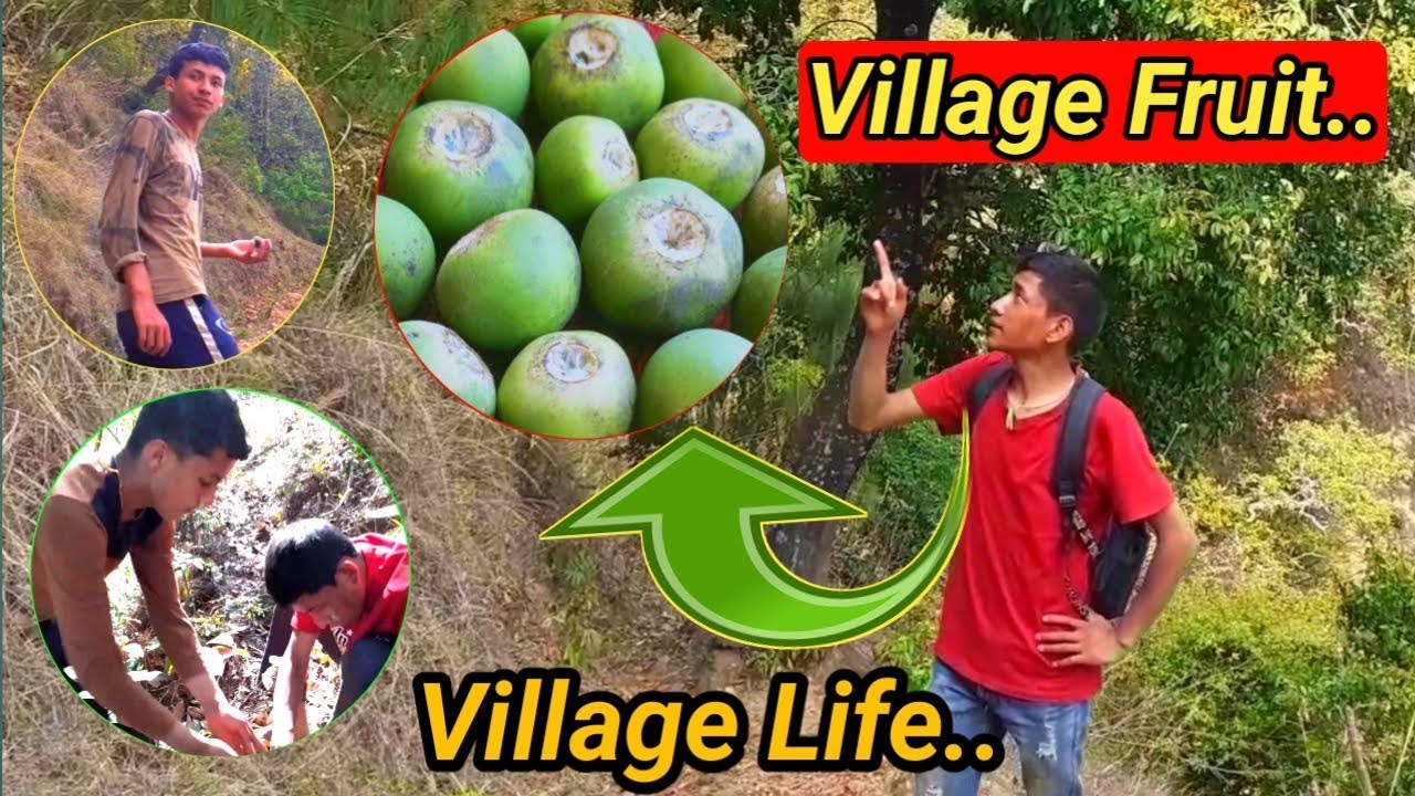 Jungle fruit | Life in Jungle find fruit | Nepali Village Life, Village life of nepal | Natural tiju