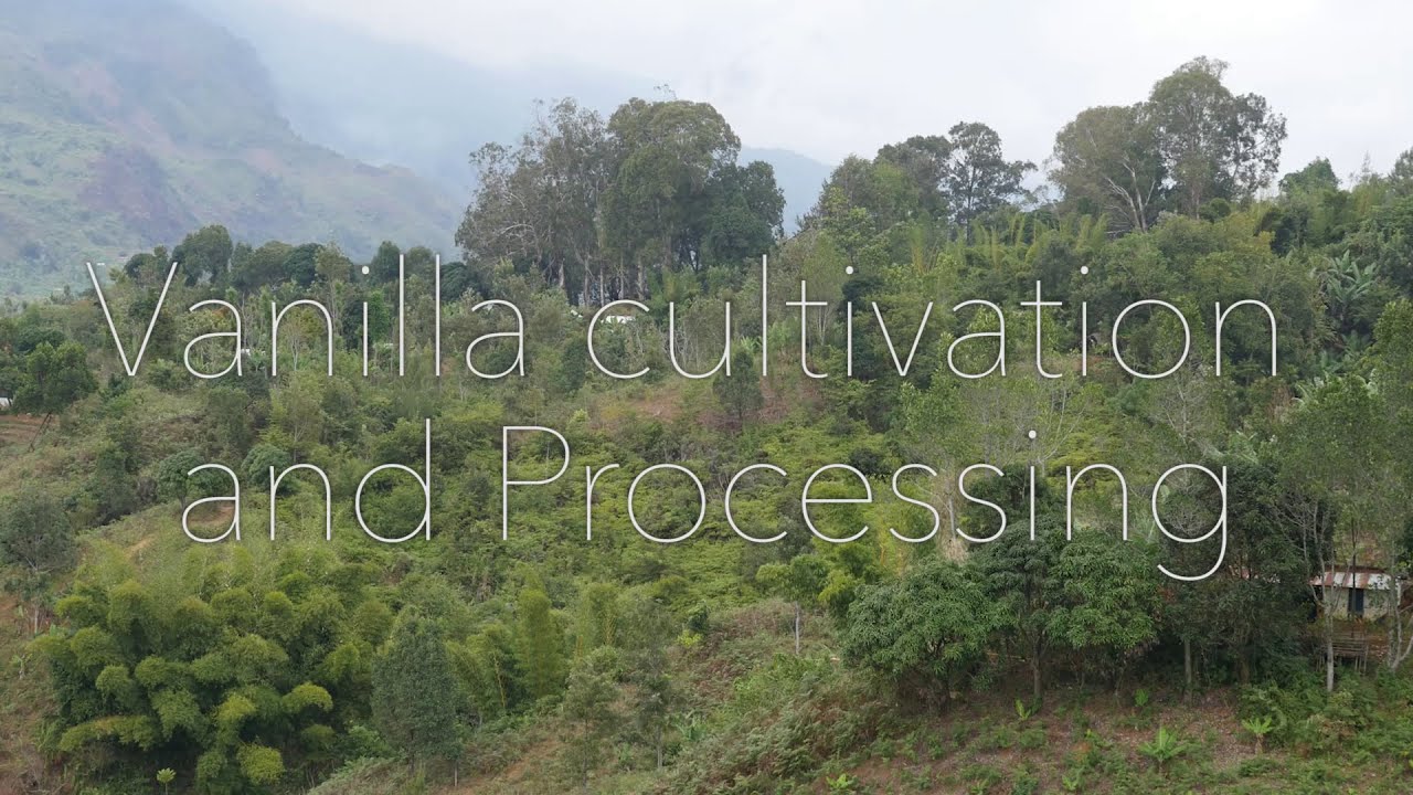 Vanilla cultivation and Processing (EN)