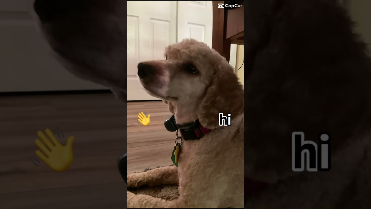Maxwell is hungry!
