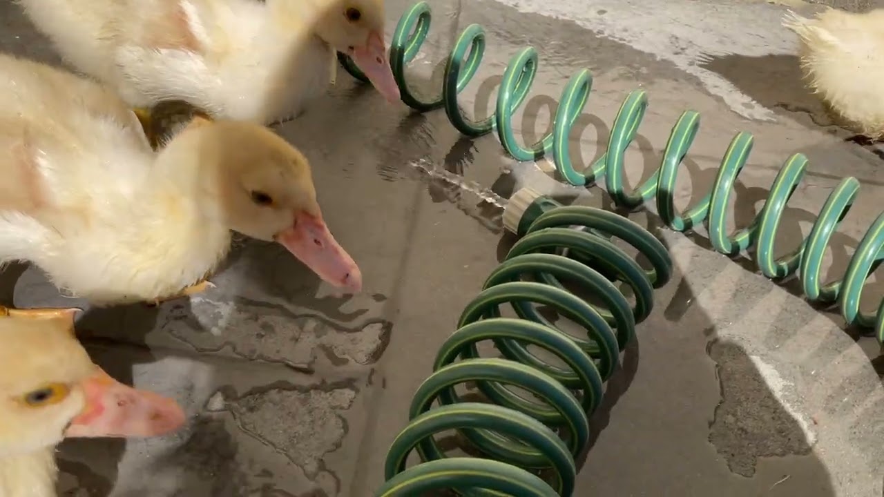 Duck routine but Oreo died!