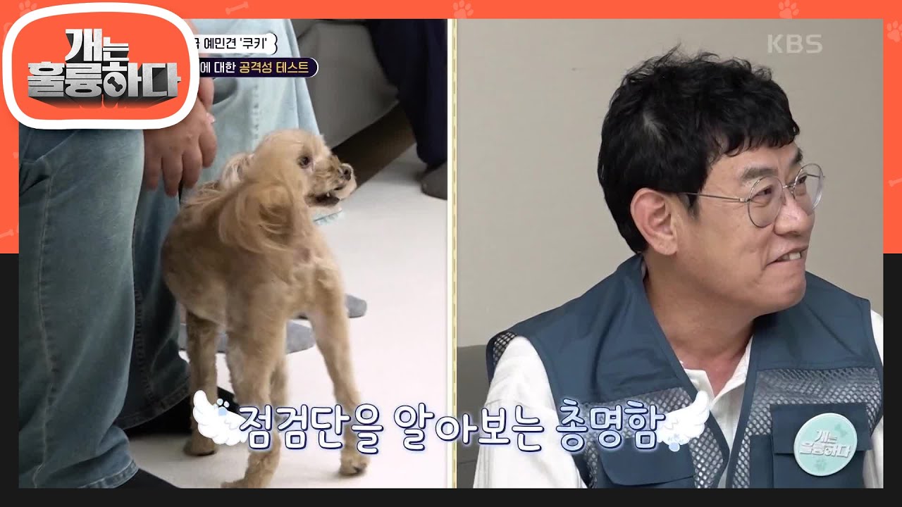 역대급 예민犬 쿠키 맞춤 체크리스트! 점검단을 알아보는 쿠키의 총명함😂 [개는 훌륭하다/Dogs Are Incredible] | KBS 240617 방송