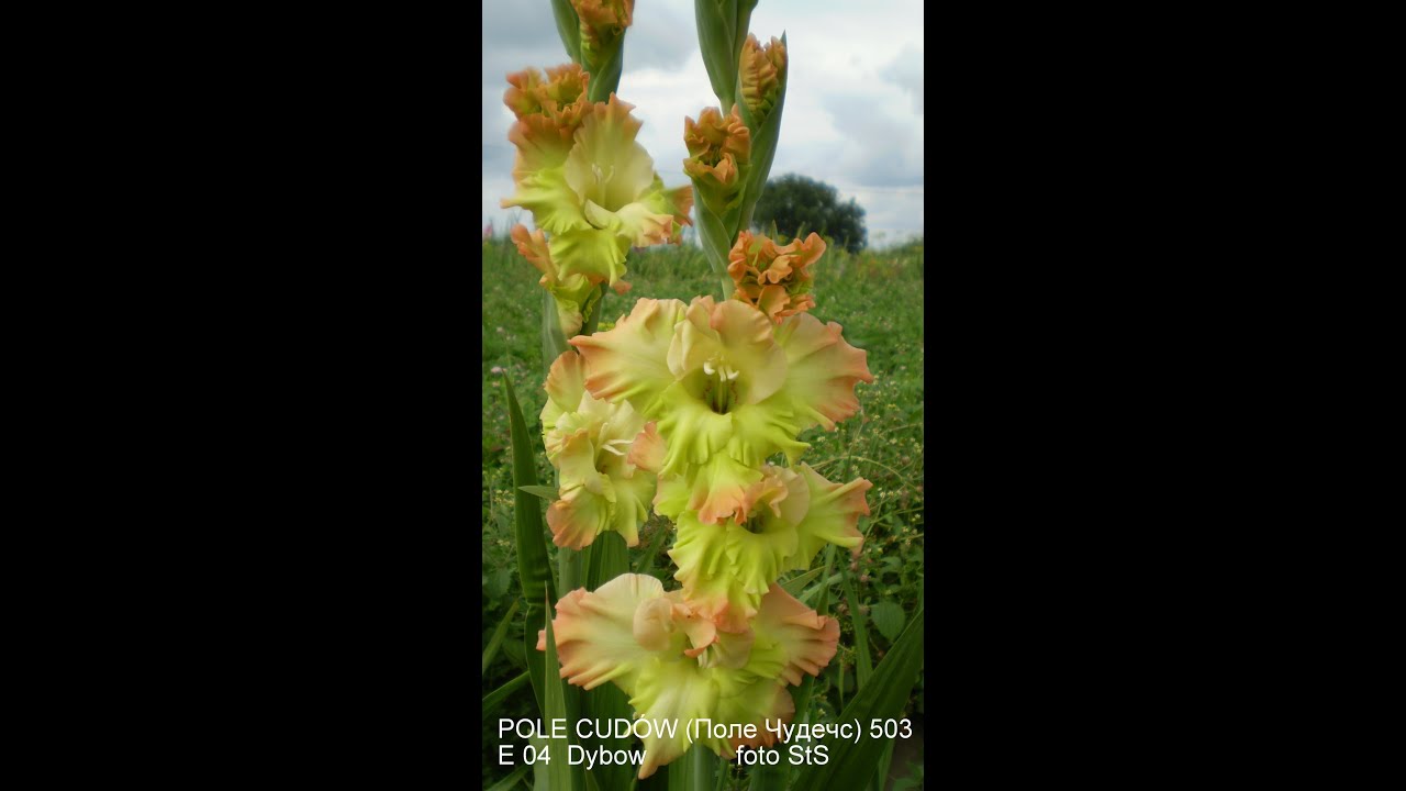 Gladiole-Mieczyki FOTOGALERIA wiosna 2015. Część 1.