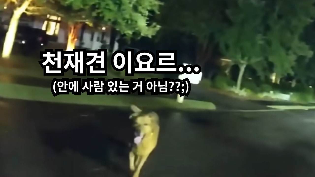 미국 경찰 동물 구조 영상 모음 (경찰을 다친 할머니에게 안내한 천재견)｜경찰 바디캠