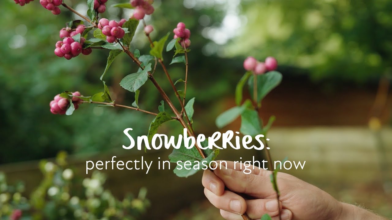 Snowberries: perfectly in season right now