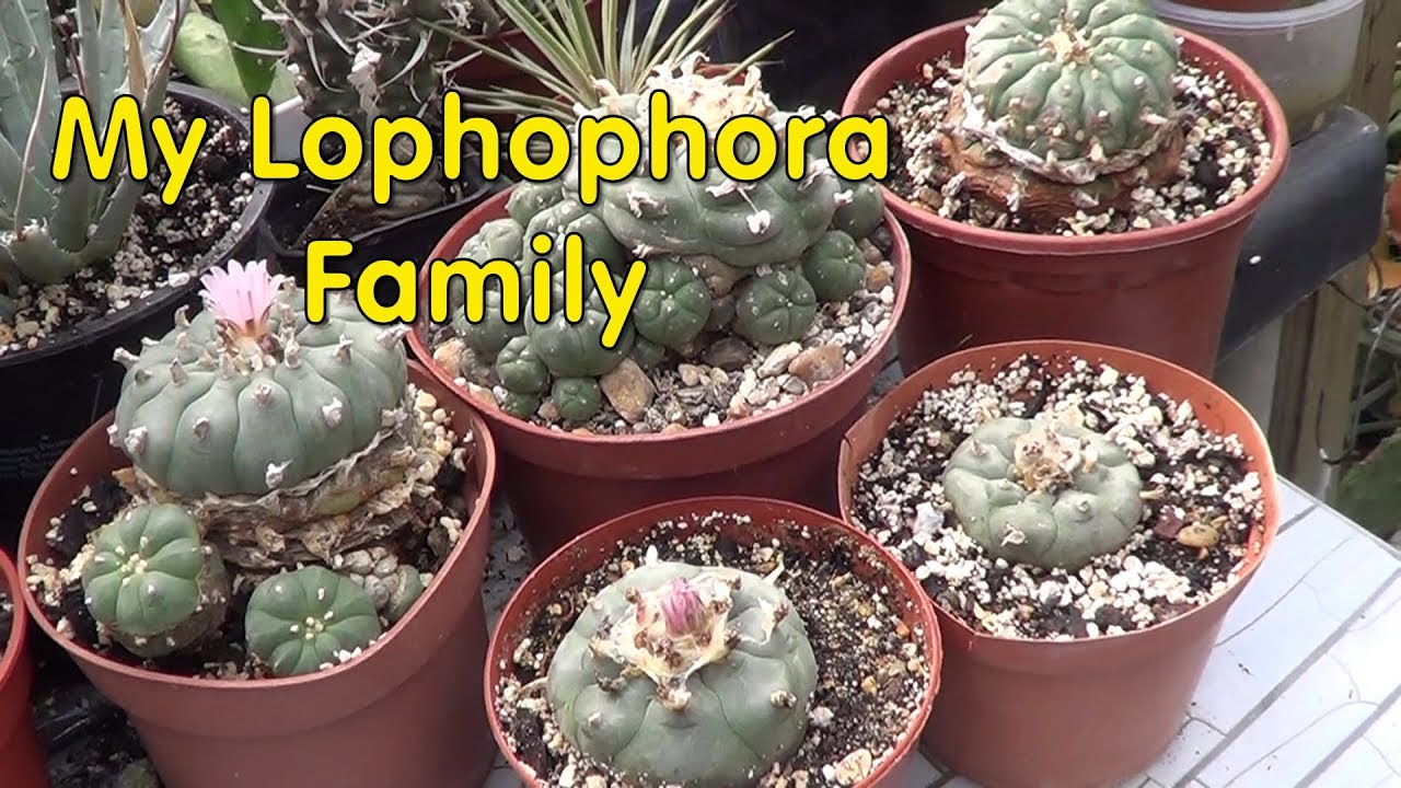 The Plant Traveller: Lophophora Family #cactus #succulents