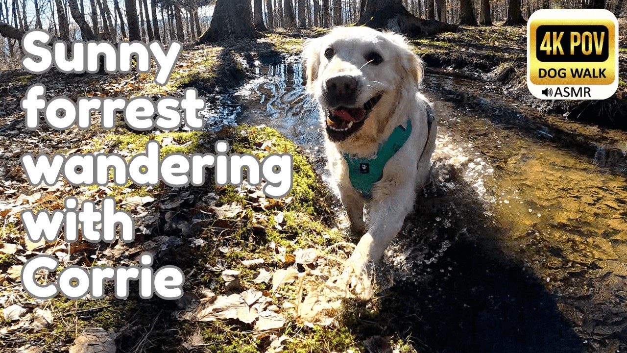 Sunny Forest Walk  with Golden Retriever Corrie☀️ Exploring & A Little Rescue Mission