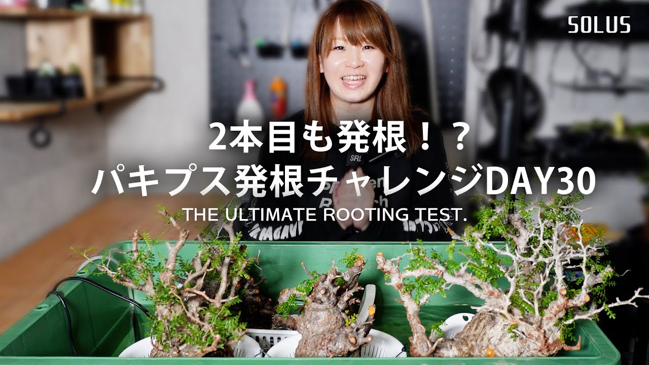 【パキプス発根チャレンジ】30日経過｜1ヶ月経過で2本発根？！順調？失敗？【開墾・アガベ】
