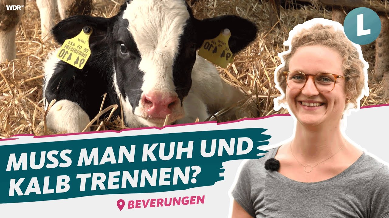 Wie geht muttergebundene Kälberaufzucht? | WDR Lokalzeit Land.Schafft.