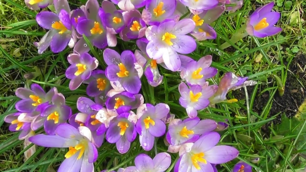 Crocus Flowers Time Lapse
