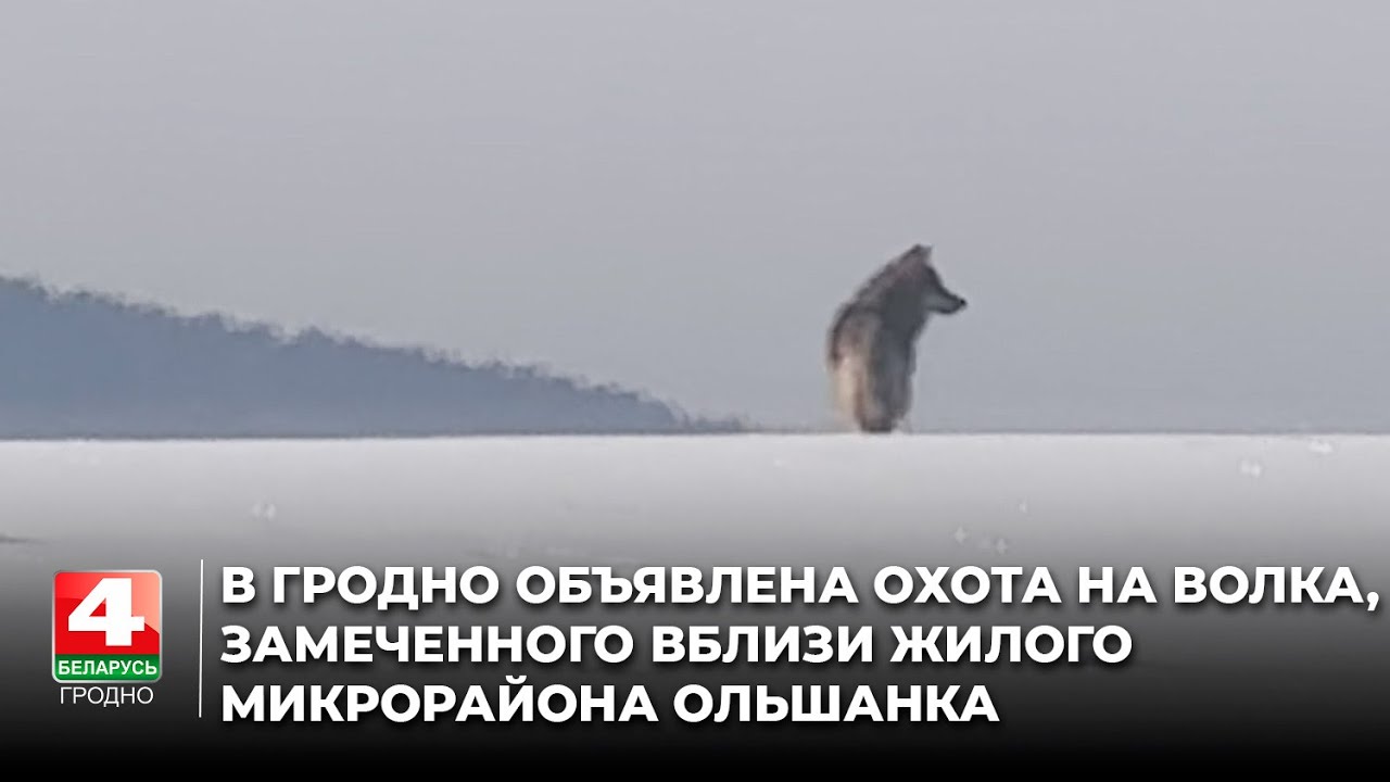 В Гродно объявлена охота на волка, замеченного вблизи жилого микрорайона Ольшанка