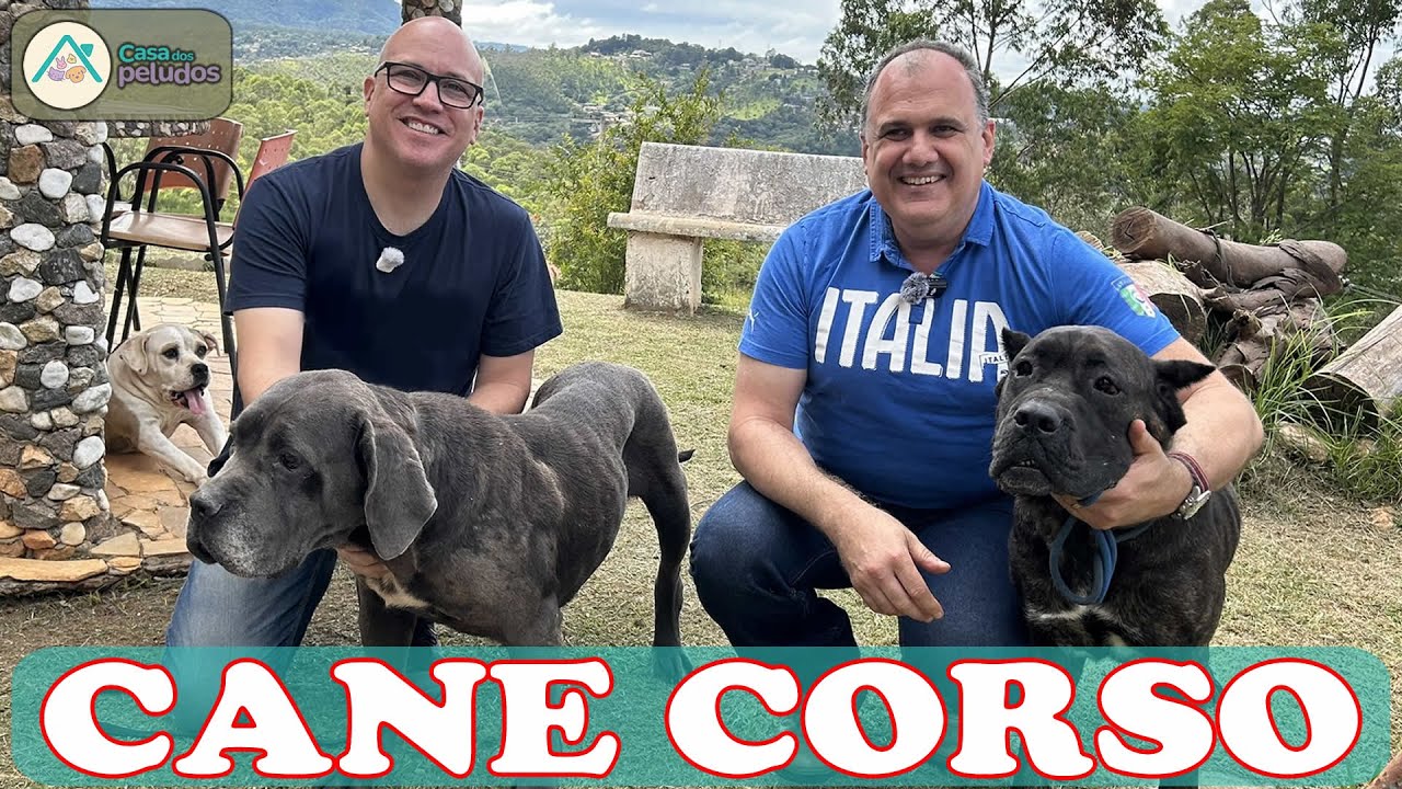 CANE CORSO: O GUARDIÃO IMPONENTE que você QUER ao seu LADO!