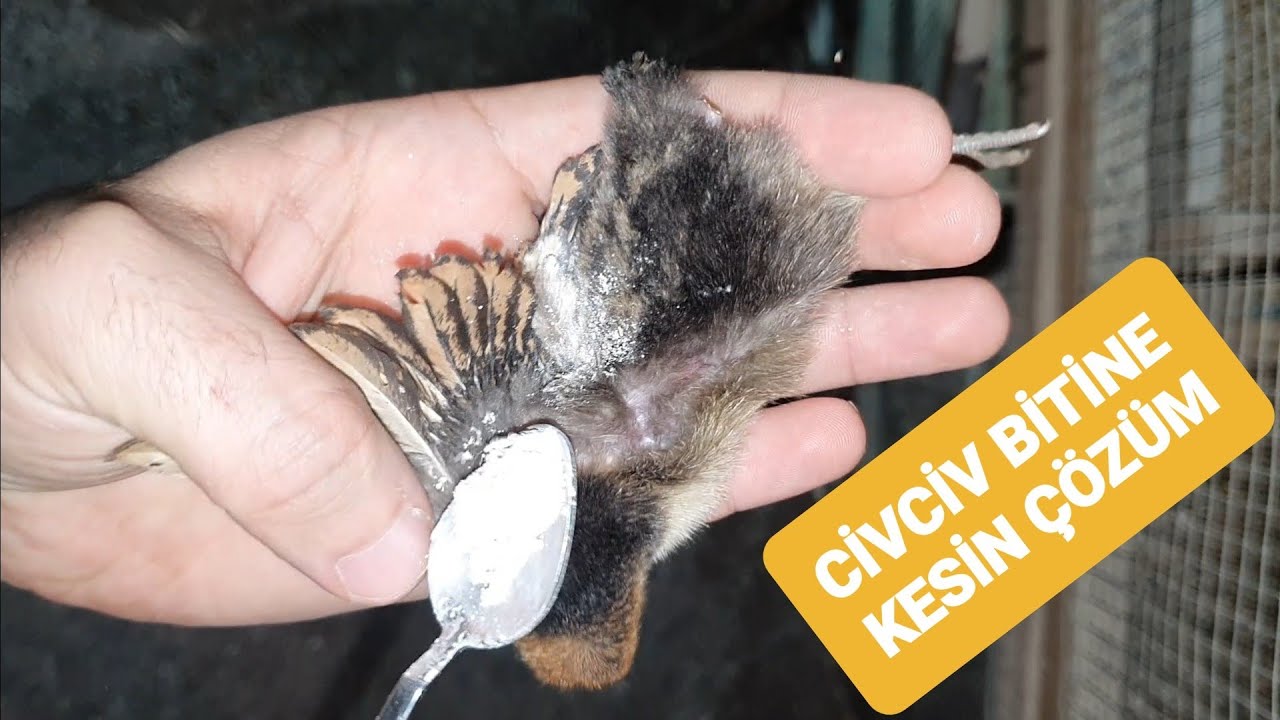 #KIŞIN #GURK VE #CİVCİV BİTİNE KESİN ÇÖZÜM . Farklı fikirleri olan yoruma