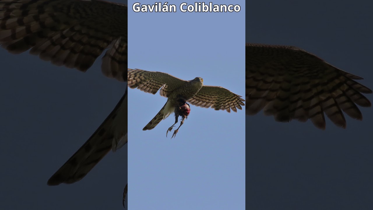 🐦Majestuosidad en Vuelo: El Gavil&aacute;n Coliblanco #animal #aves #birds #especies #faunasalvaje#animales