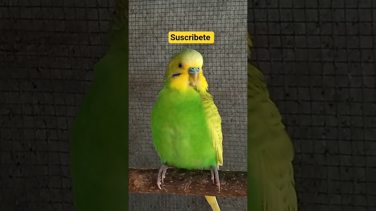 Increíble! periquito australiano CANTANDO 🦜 #shorts #viralvideo #shortsvideo #birds