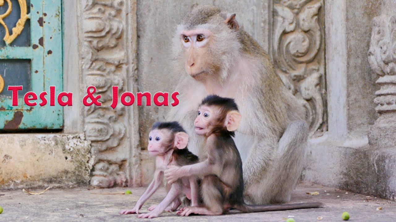 Million of Sweet & Love...Mommy Teva Monkey Gives Sweeter Hug To Both Baby Tesla And Jonas Like Twin
