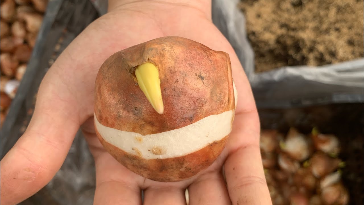 Mua củ Tulip giá rẻ và cái kết