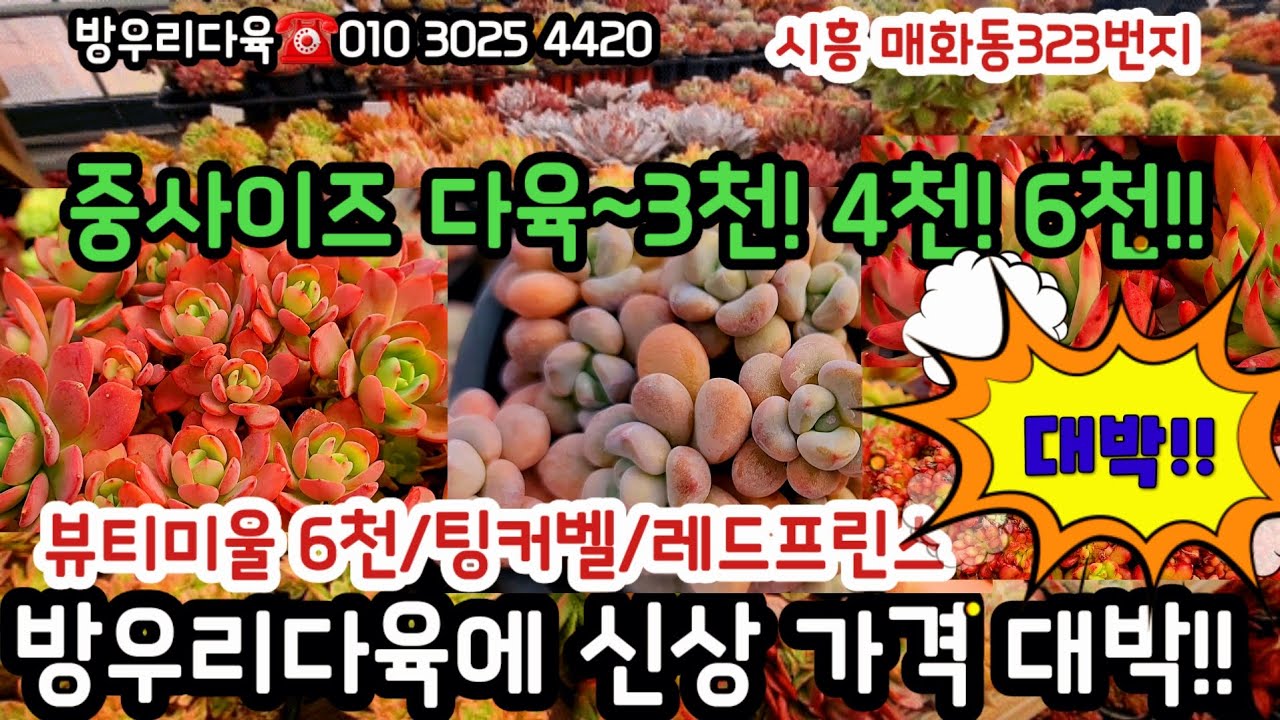 방우리다육에 큰사이즈다육 대박 착한가격소개!! 3,4,5천다육특템가#초보다육 #다육쇼핑 