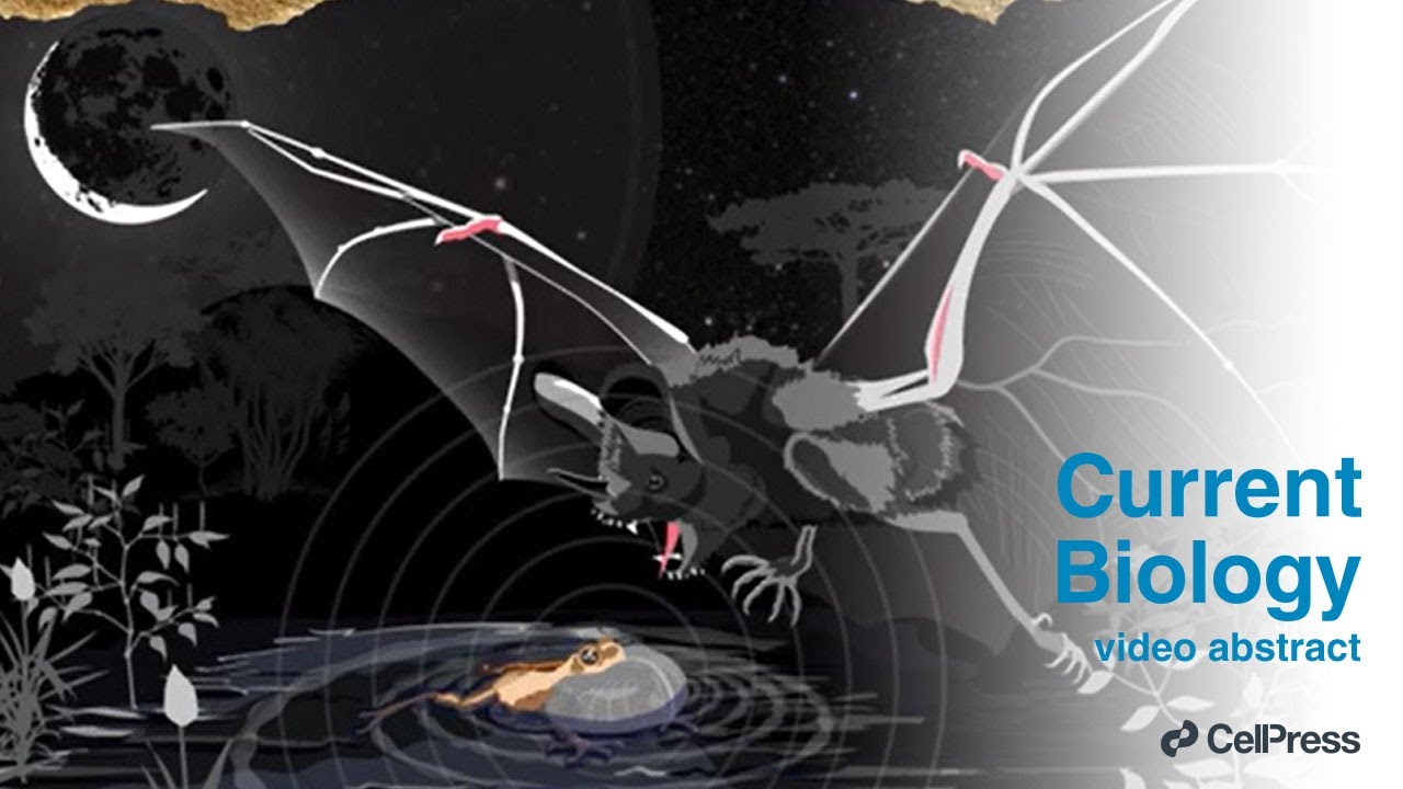 The bat that hunts like a lion / Curr. Biol., Oct. 31, 2025 (Vol. 35, Issue 22)