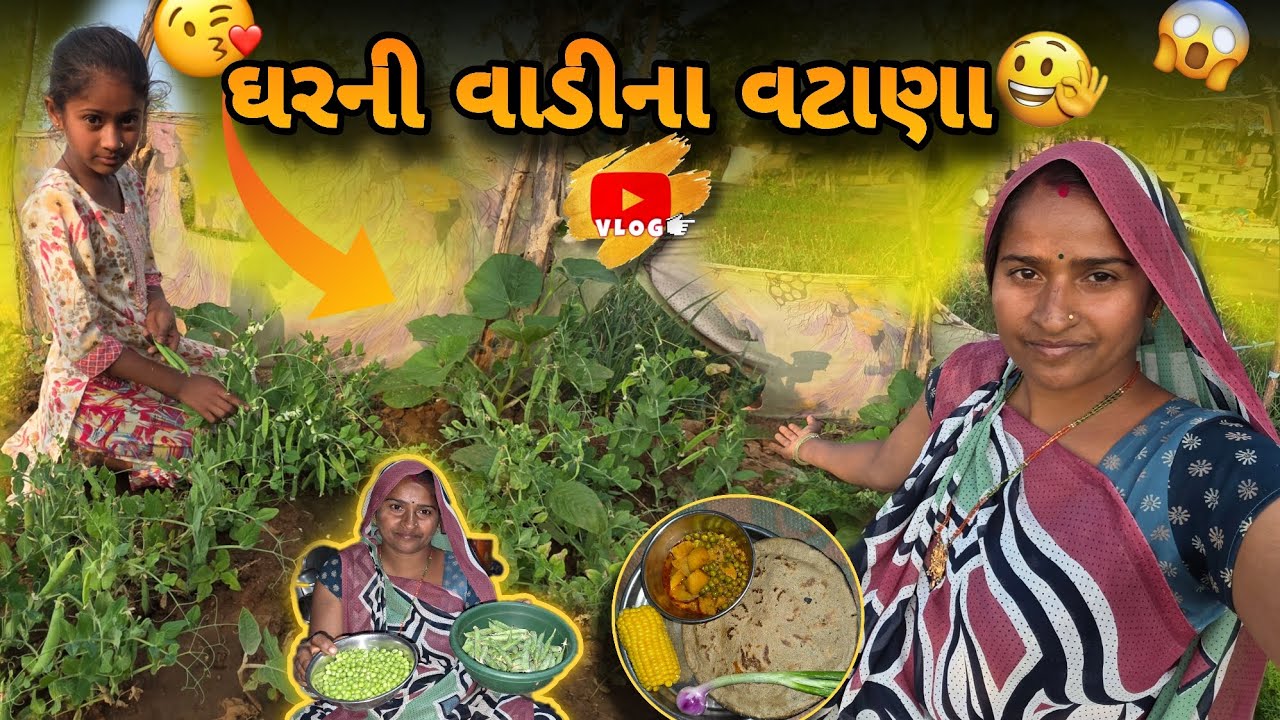 મીની ખેતરમાંથી તોડિયા દવા વગરના વટાણા 🌱🫛🍲