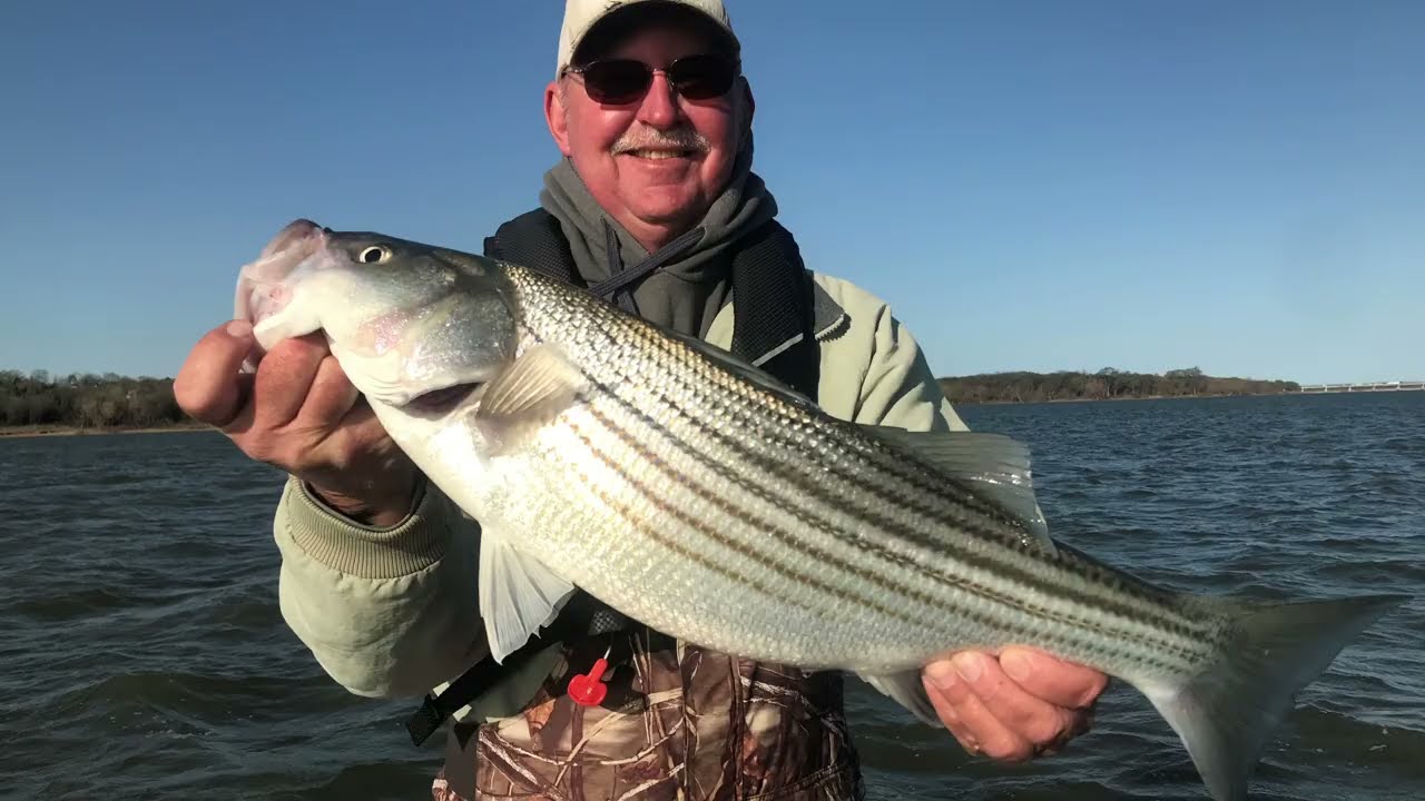 April Striper Fishing with Swimbaits on Lake Texoma-Striper Express Guide Service