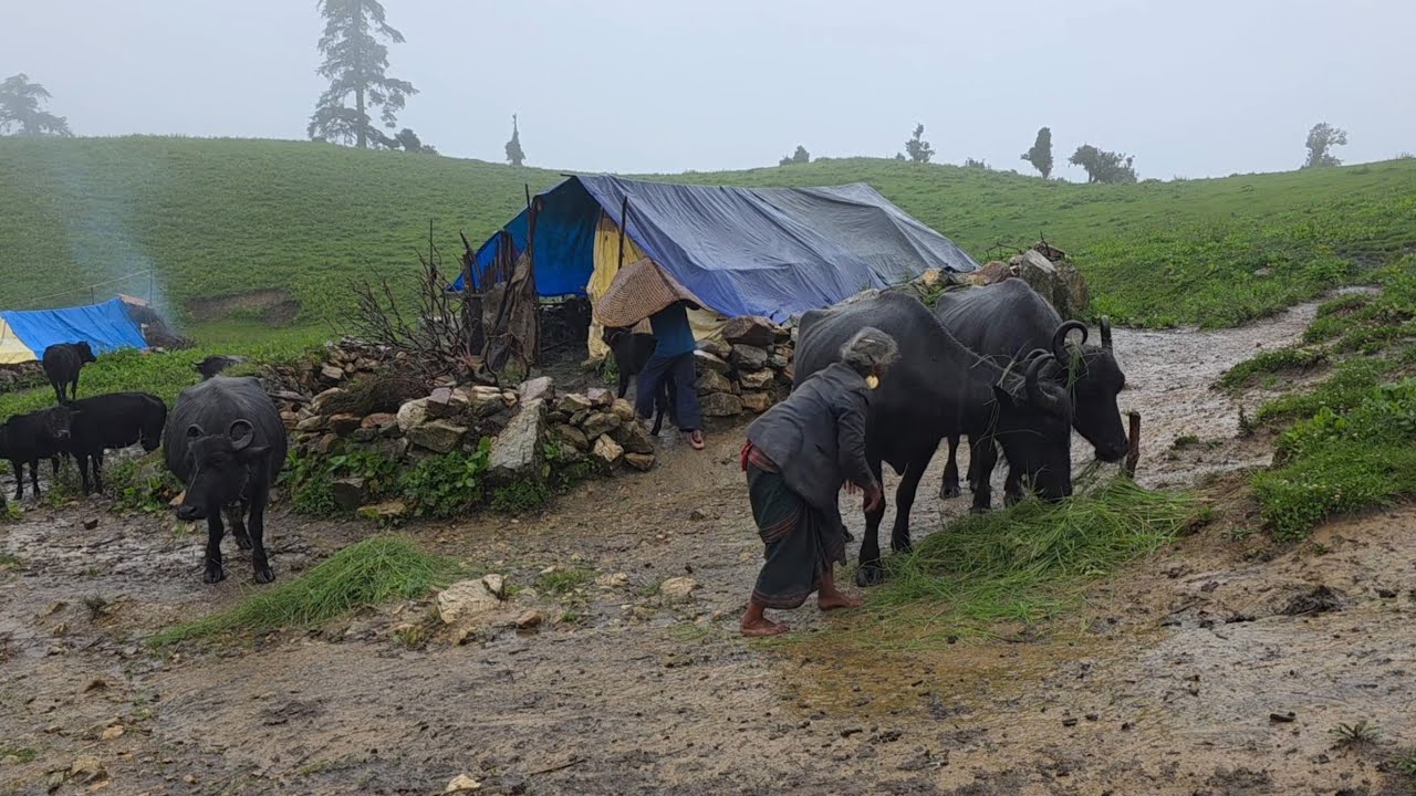 Organic Nepali Mountain Village Life During the Rain | Most Peaceful And Relaxing Shepherd Life |