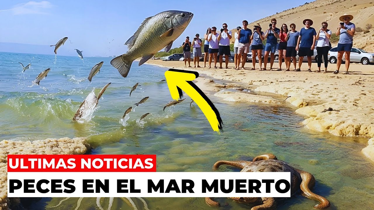 &iexcl;SE CUMPLE LA PROFEC&Iacute;A! Peces en el Mar Muerto como se afirma en la Santa Biblia!