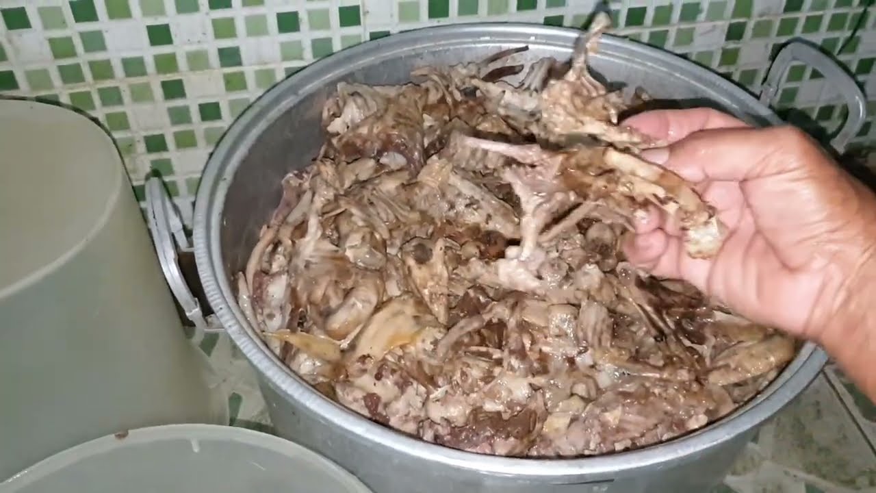PAKAN UNGGAS dr Limbah Tulang! JANGAN DI JEMUR DI AWAL