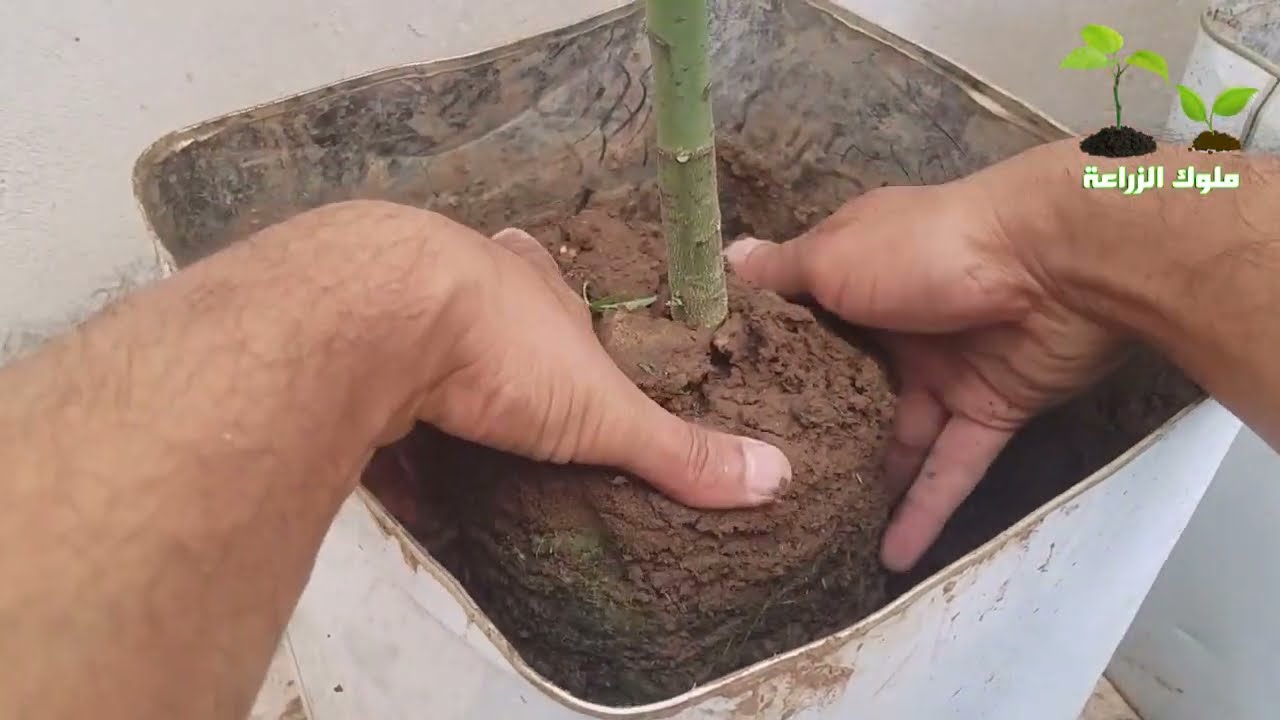 خطوات نقل شجرة البابايا الى حوض اكبر