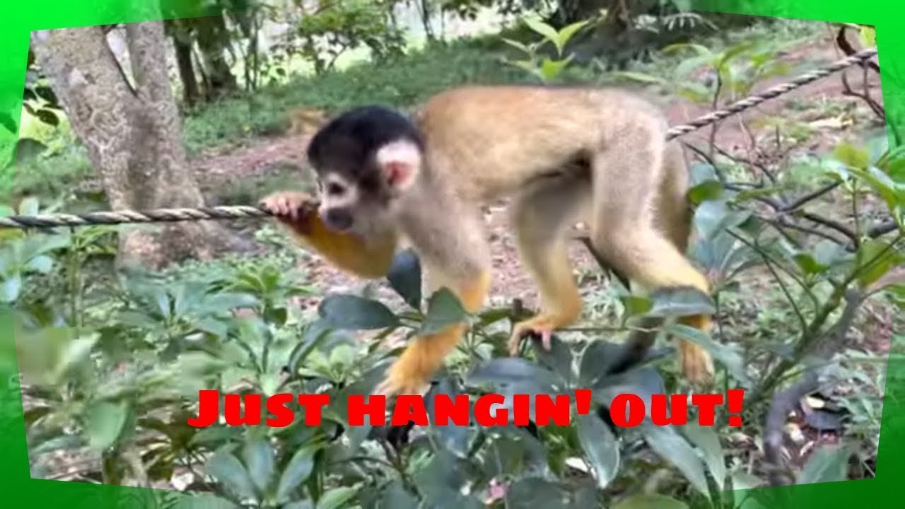 Playing with Bolivian Squirrel monkeys in Ishigaki Okinawa