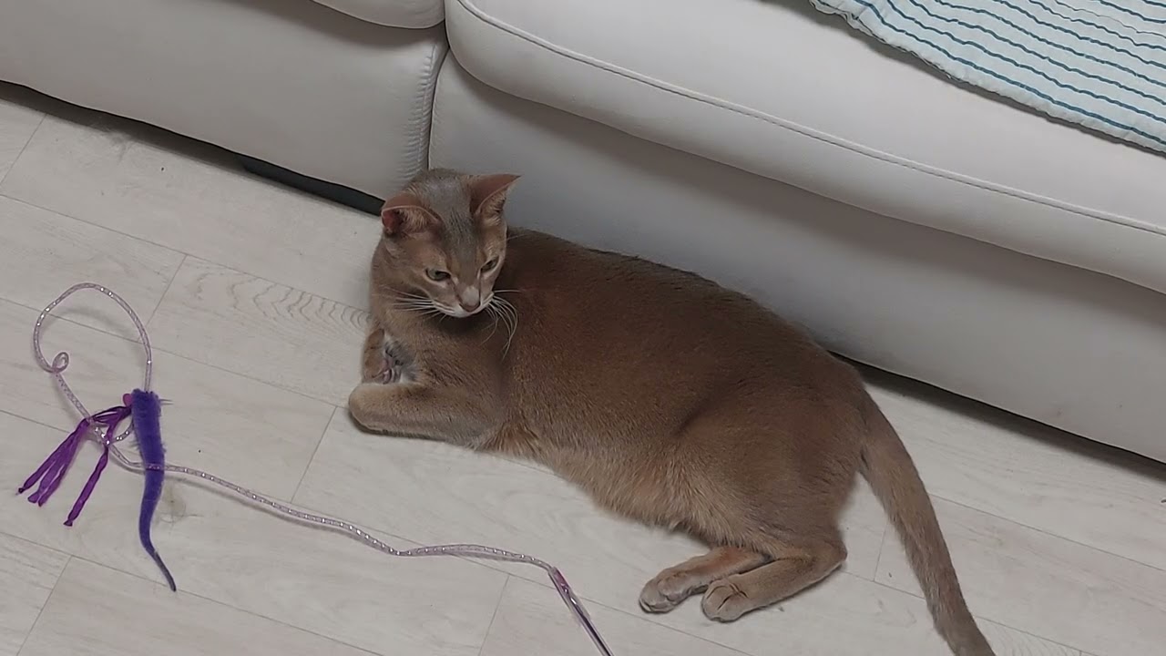 심코랜드 업그레이드!
