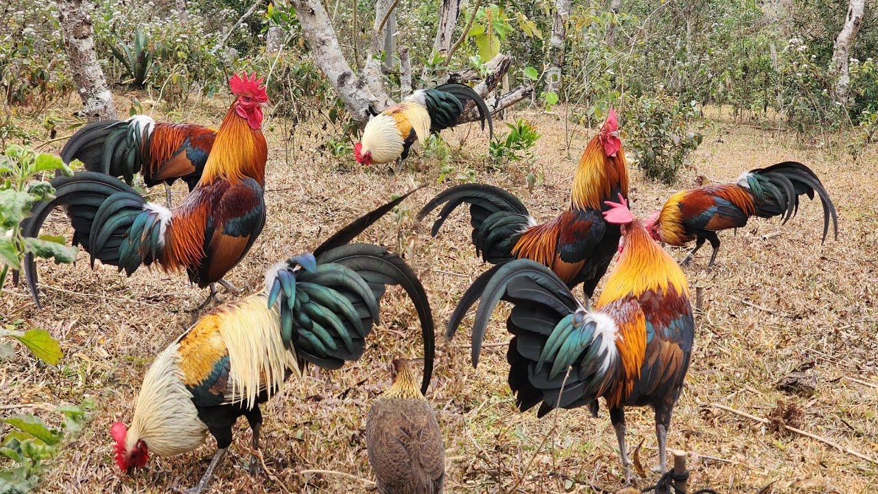 Saib qaib dib nawb qaib dib tuaj zoo heev nyiam hu 95665396
