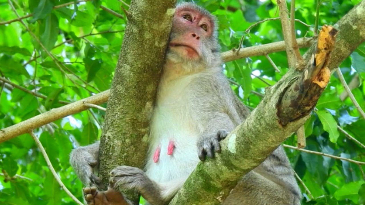 Jane's situation after Janet monkey ( RIP ) , cambodia monkey , jane monkey family