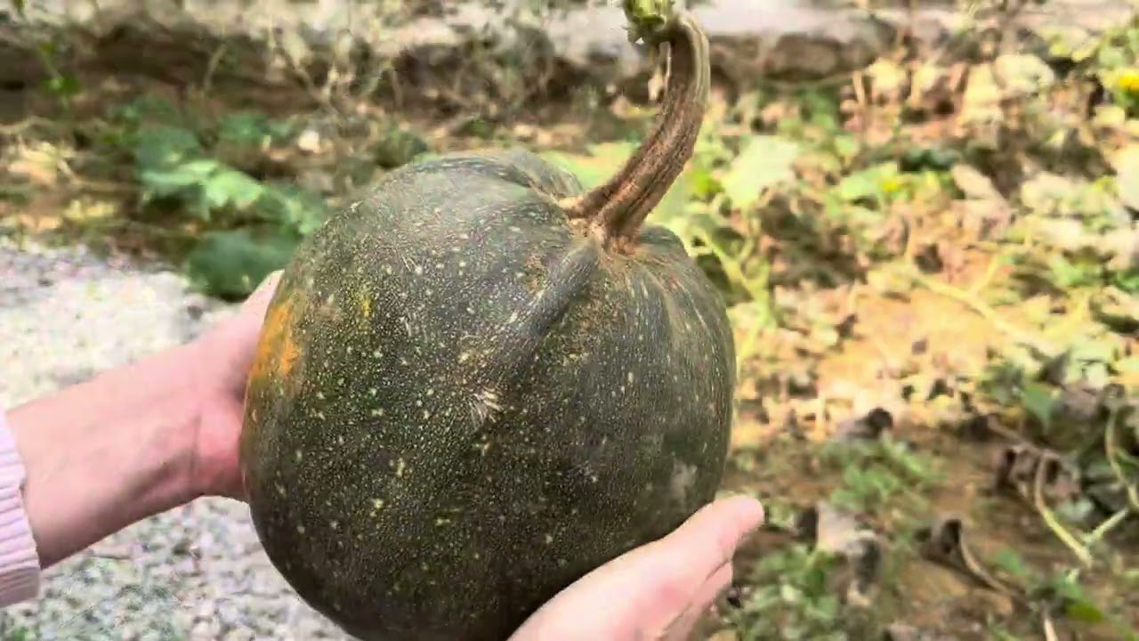 Kabak Hasadı Yaptık; Böreğini pişirdik